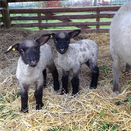 Oda ve Kahvaltı Kildegaarden