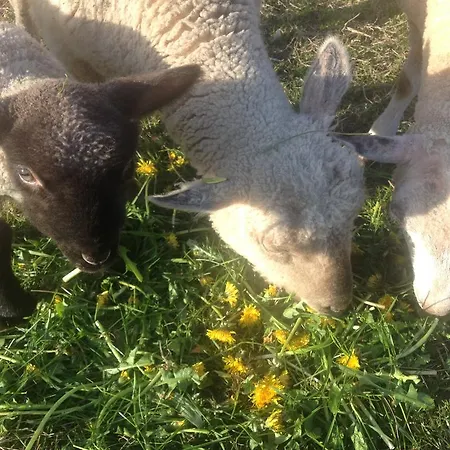 Frühstückspension Kildegaarden *