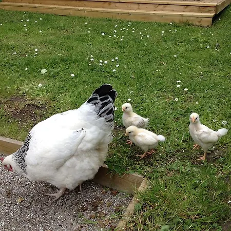 Frühstückspension Kildegaarden Frorup