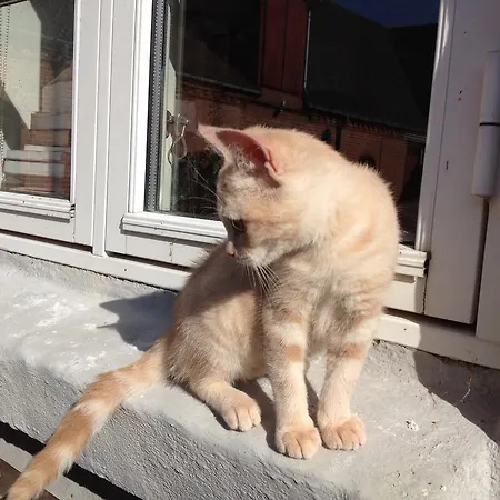 Oda ve Kahvaltı Kildegaarden Frorup